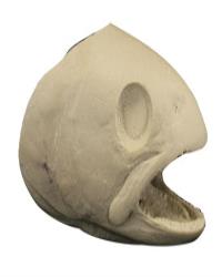 Cutthroat Trout Head Form