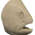 Male Rainbow Trout Head Form