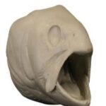 Male Rainbow Trout Head Form