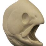 Female Rainbow Trout Head Form
