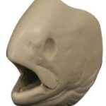 Female Rainbow Trout Head Form