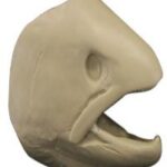 Alasken Rainbow Trout Head Form