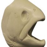 Male Rainbow Trout Head Form