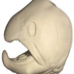 Male Brown Trout Head Form