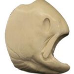 Female Steelhead Trout Head Form