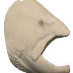 Male Steelhead Trout Head Form
