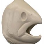 Male Steelhead Trout Head Form
