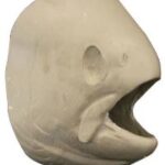 Male Steelhead Trout Head Form