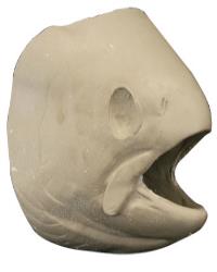 Male Steelhead Trout Head Form
