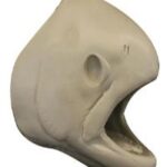 Female Steelhead Trout Head Form