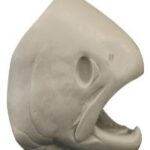 Male Steelhead Trout Head Form