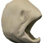 Male Steelhead Trout Head Form