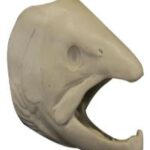 Male Rainbow Trout Head Form