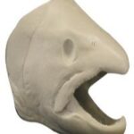 Male Steelhead Trout Head Form