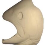 Male Steelhead Trout Head Form