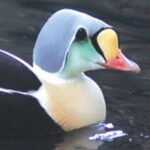 Photos on Disk
