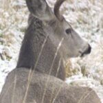Photos on Disk