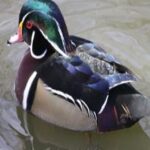 Photos on Disk