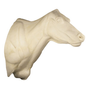 Polled Domestic Cow Shoulder Mount 12 3/4" x 20 3/4" x 36"