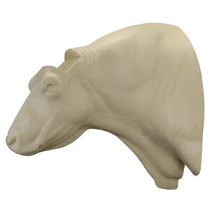 Polled Domestic Bull Wall Mount 12 3/4" x 20 3/4" x 36"