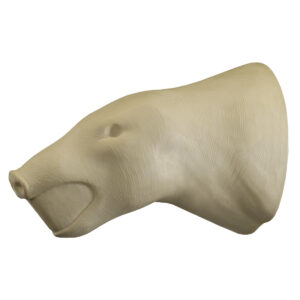 Frazier's Peccary Wall Mount