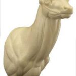 Rusa Deer