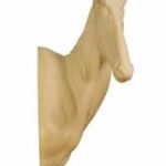 Hartebeest