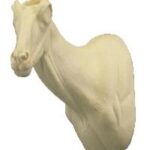 Chamois