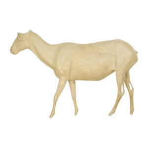 Spanish Goat Walking Straight
