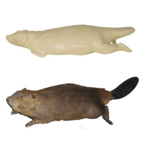 Beaver Swimming