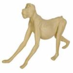 Baboon