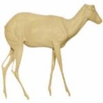 Springbok