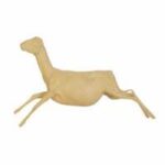 Grysbok