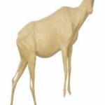 Chamois