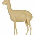 Klipspringer