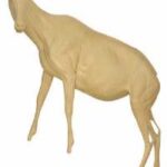 Tahr