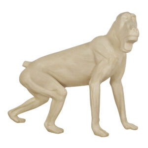 Chacma Baboon Calling