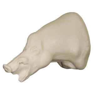 Russian Wild Boar Head Low with Open Mouth