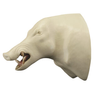 Wild Russian Boar Open Mouth 10" x 15 1/2" x 30"