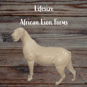 African Lion