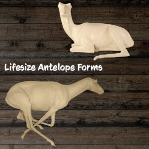 Antelope