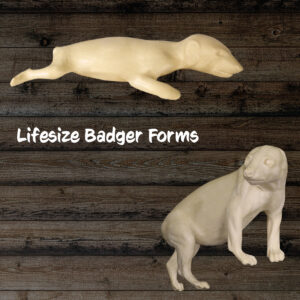 Badger