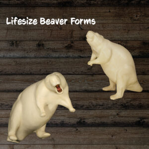 Beaver