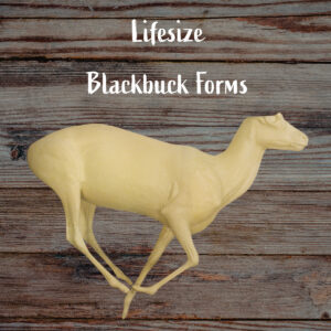 Blackbuck
