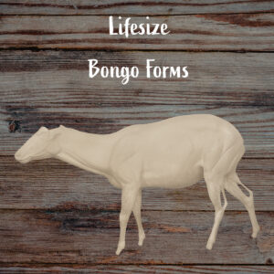 Bongo