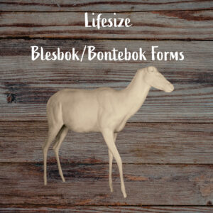Blesbok-Bontebok