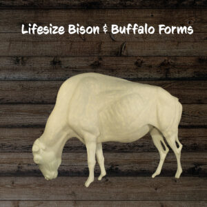 Buffalo