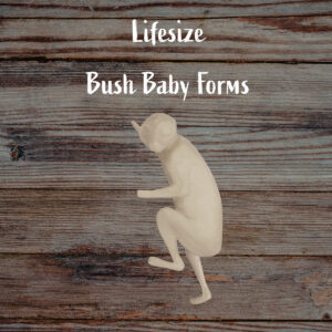 Bush Baby