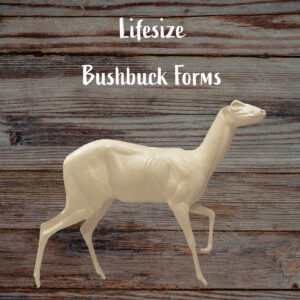 Bushbuck