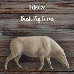Bushpig